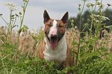 BULL TERRIER MINIATURE 018